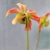 Sarracenia rubra Walter ssp alabamensis -- Schlauchpflanze 